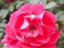 Scarlet Iwamizawa rose photo