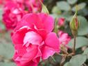 Scarlet Iwamizawa rose photo