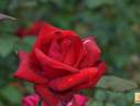 Netujyo rose photo