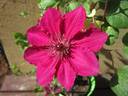 Perida clematis photo