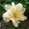 Singing in the Rain peony photo
