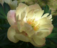 Singing in the Rain peony photo