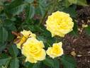 Lucky Four rose photo