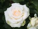 Emperor rose photo