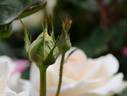 Emperor rose photo