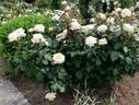 Emperor rose photo