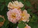 Emi rose photo