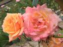 Alison Wheatcroft rose photo