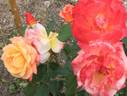 Alison Wheatcroft rose photo