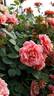 Aldebaran rose photo