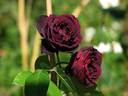 Olde Romeo rose photo