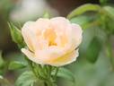 Columbine rose photo