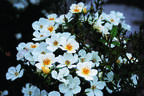 Fairy Wings rose photo