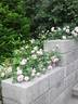 Huis Ten Bosch rose photo