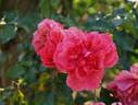 Sparkling Scarlet rose photo