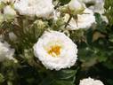 Snow Meillandina rose photo