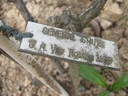 General Smuts rose photo