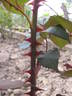 General Smuts rose photo