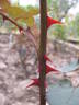 General Smuts rose photo