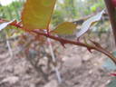 General Smuts rose photo
