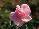 Joan Ball rose photo