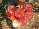 Stadtrat Meyn rose photo