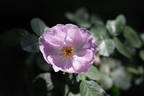 Julia Mannering rose photo