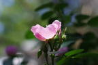 Julia Mannering rose photo