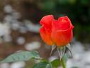 Saga Holiday rose photo