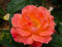 Saga Holiday rose photo