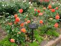 Saga Holiday rose photo