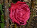 Grimpant Lolita Lempicka ® rose photo
