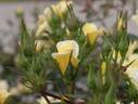 Baby Eclipse ™ rose photo