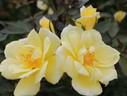 Baby Eclipse ™ rose photo