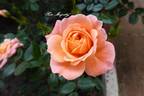 Her Majesty ™ rose photo