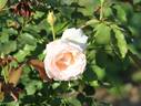 FKS-254 rose photo
