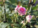Delicious Mood rose photo
