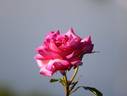 Delicious Mood rose photo
