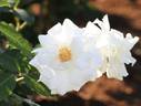 FKS-266 rose photo