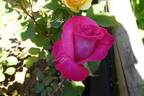 Hot Lady rose photo