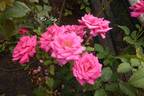 Hot Lady rose photo