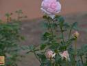 WS07-9 rose photo