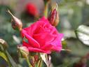 My Darling rose photo