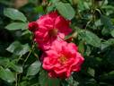 Bonn rose photo