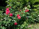 Bonn rose photo
