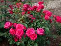 King of Hearts rose photo