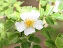 R. fujisanensis rose photo