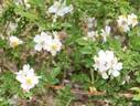 R. fujisanensis rose photo