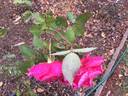 Patrick Anderson rose photo