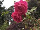 Patrick Anderson rose photo